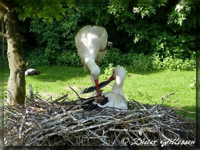 Kannst mir sagen, was ich mit der Feder machen soll ...??