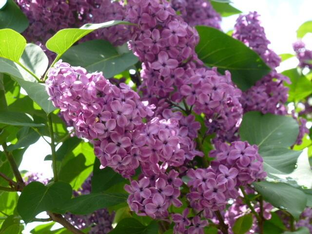 Roter Flieder