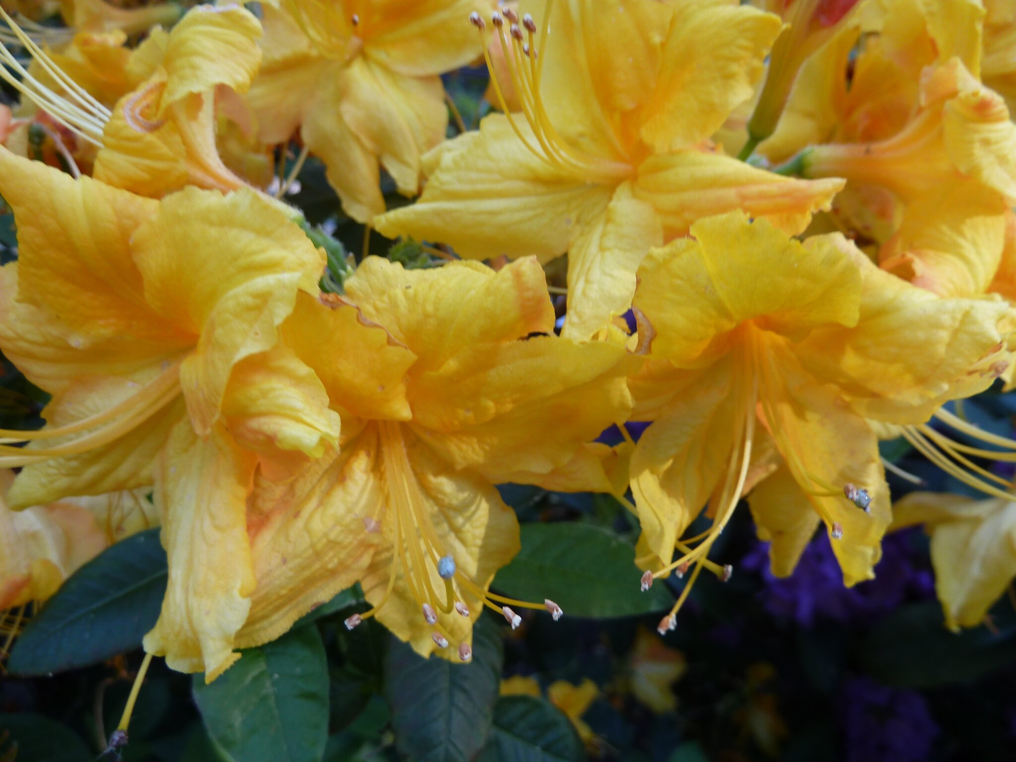 rhododendron dufthecke wei Rhododendron 'INKARHO Dufthecke' Wei kaufen