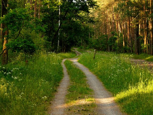"Der Weg ist das Ziel". Ein treffendes Zitat für den Waldweg zwischen Lahberg und Ehlershausen. Selbst an den wärmsten Sommertagen ein wohltuender, Schatten spendender Weg. Vogelgezwitscher rundherum. Der Kuckuck ruft, eine Blindschleiche rechts des Weges im Gras. Du entdeckst durch die Bettellaute der Jungvögel angelockt einen versteckten Spechtbau. Hier ein Schmetterling, dort ein schneller Käfer, in die Waldschneise haben sich zwei Feldhasen verirrt. Einfallende Sonnenstrahlen verzaubern die Kulisse...