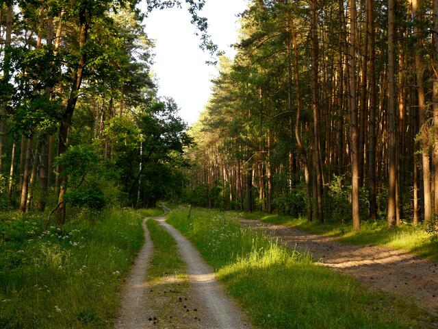 Auf dem parallel führenden Reit- und Fahrweg begleiten den Radler und Spaziergänger von Zeit zu Zeit Kutschen und Pferde mit ihren begeisterten Reitern aber auch Rehe kreuzen den Weg und halten kurz inne ehe sie wieder unsichtbar in den umliegenden Wald eintauchen.