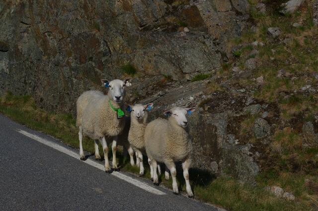 Sie haben so freundlich geschaut, dass ich sie einfach fotografieren musste