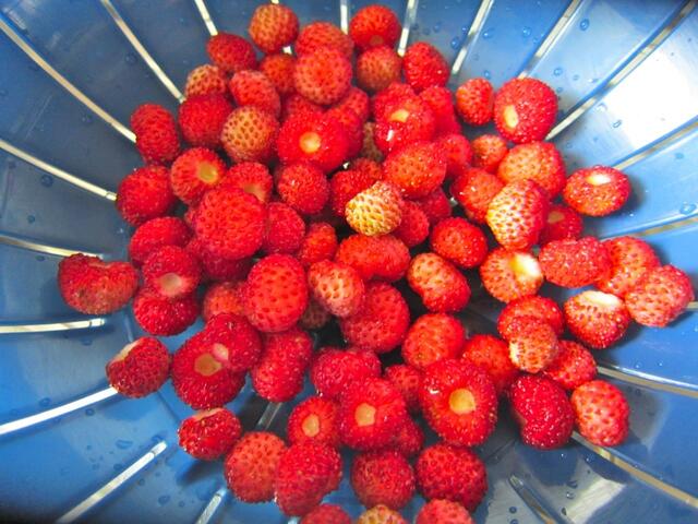 Erdbeeren waschen