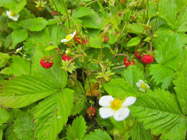 Walderdbeeren