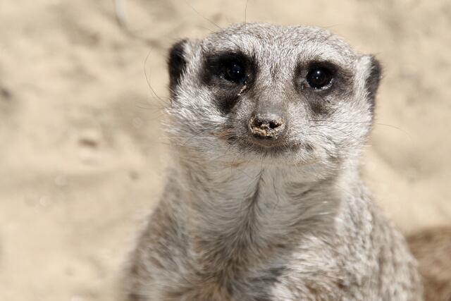 Also, da will ich ja niemand Sand in die Nase streuen. Aber, wenn ich Euch Menschen so sehe ...