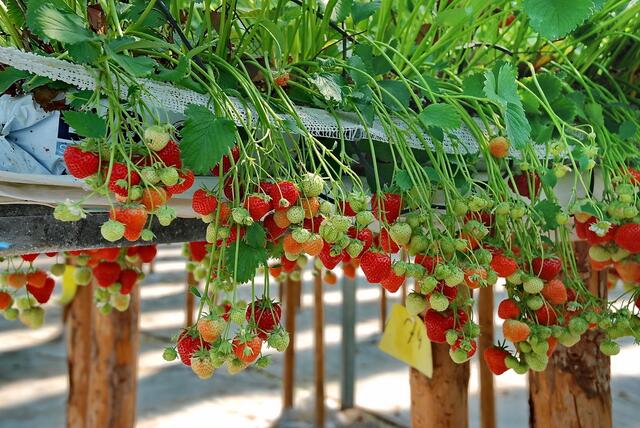 Lecker - Erdbeeren fast in Augenhöhe ...