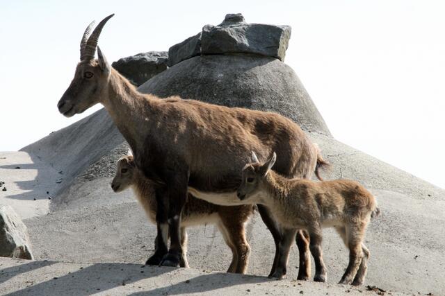 Mama Capra-ibex mit ihren hoffnungsvollen Sprösslingen kurz vorm Gipfel des Monte Augsburg. Sehr schöne Aussicht auf kleine myHeimatler.