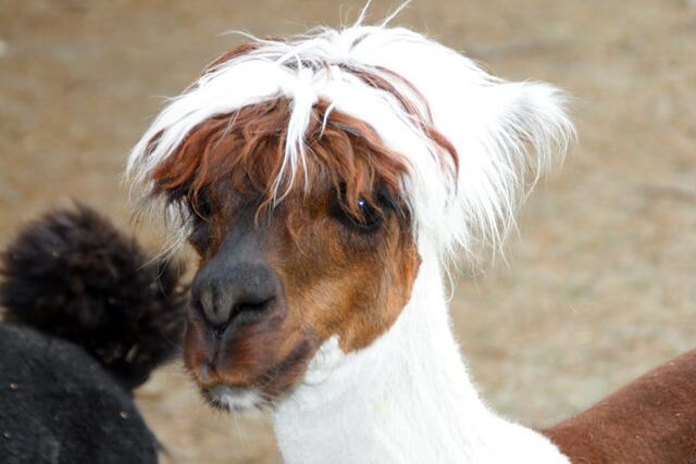 Künstler und Intellektuelle tragen die Haare lieber offen. Das hat so was "animalisches".