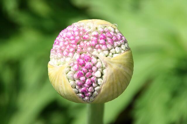 Eine hübsche "Knuddel-Knospe"
