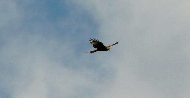 Der Rotmilan (Milvus milvus) im Spähflug am Himmel über Wettmar.