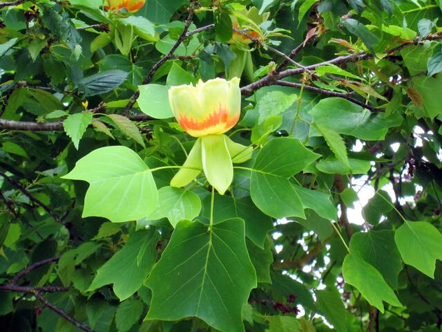 Das ist der echte "Tulpenbaum" (Liriodendron tulipifera). Hier ist sehr schön zu sehen, warum der so benannt ist.