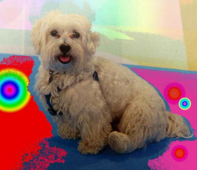 ccb-KUNSTBEGRIFF - sehr "weit gefasst": Malteser Hund DARSI der CCB: d13 auf den HUND gekommen ... wernerhahn a&s-performance. ebook GZ. 31-5-12.