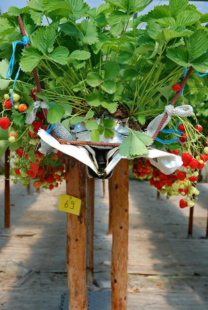 Erdbeeren - sie müssen nur noch ein wenig reif werden, dann geht es ans Pflücken ...