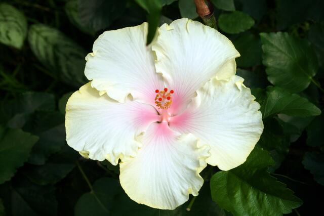 Hibiskus in Vollendung