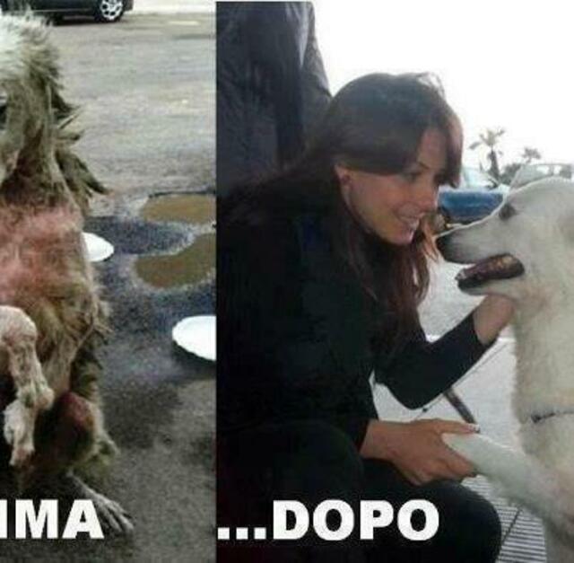 vorher.............. und nach der Adoption | Foto: LIfe with dogs