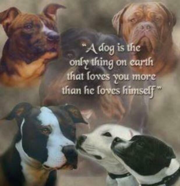 Foto: Life with dogs