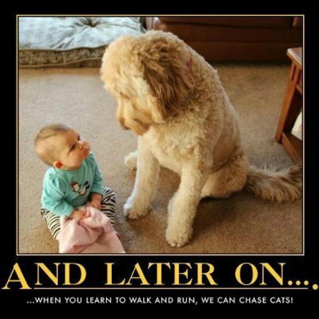 Foto: Life with dogs