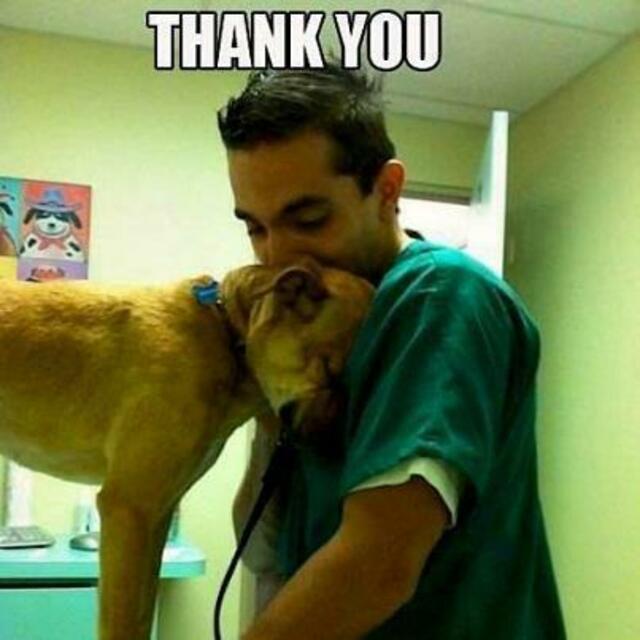 Foto: Life with dogs