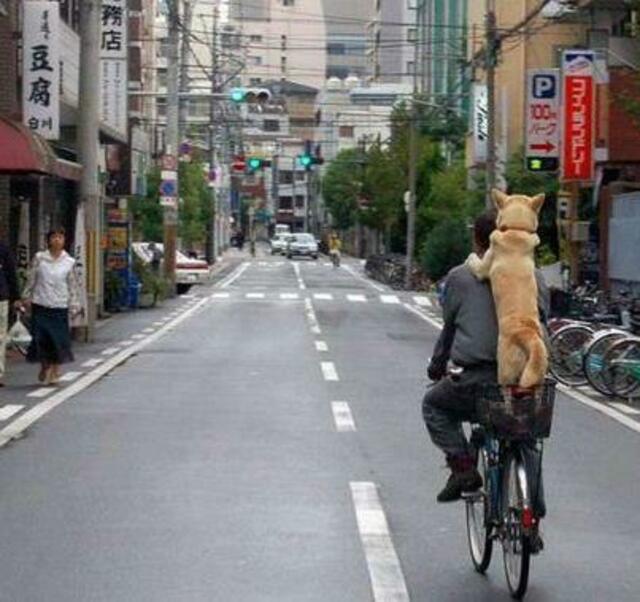 Foto: Life with dogs