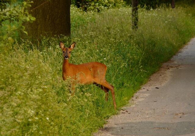 Weiteres verharren und beäugen.