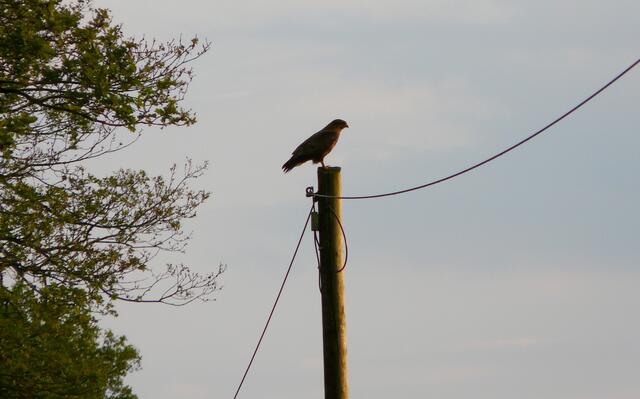 Der Greifvogel in der Dämmerung auf dem erhöhten "Ansitzpfosten". Von hier aus hat er einen guten Überblick.