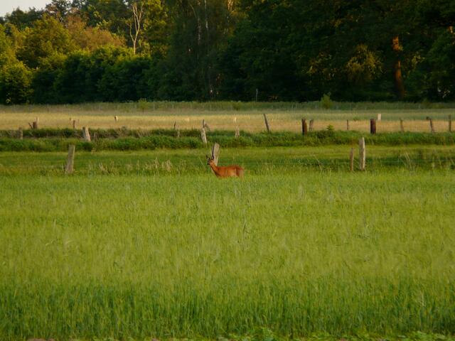 Hier auf der Wiese entdecke ich die Ricke zum ersten Mal. Vielleicht werden sich unsere Wege kreuzen?