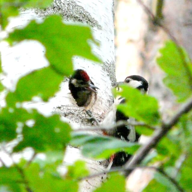 Die Buntspechtmutter bringt dem hungrigen Nachwuchs einen Schnabel voller frischer Nahrung. Eiweißreiche Insektennahrung steht auf dem Speiseplan. Der kleine Specht lässt seine lange Zunge hervorschnellen, um das schon unruhig erwartete Futter gierig aufzunehmen.