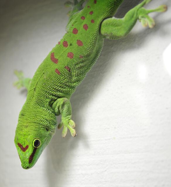 Madagaskar-Gecko