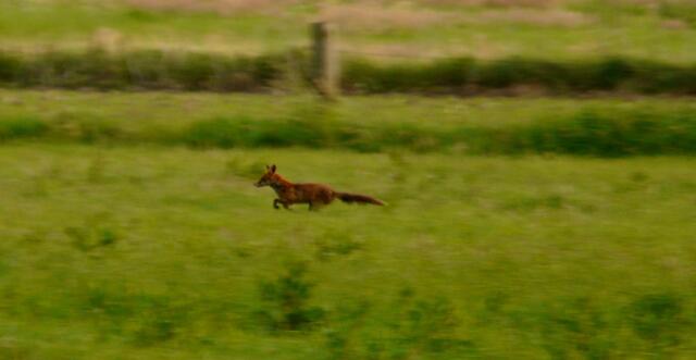 Erstmals seit langer Zeit konnte ich wieder einmal am Tage einen Fuchs in der Burgwedeler Feldmark entdecken!