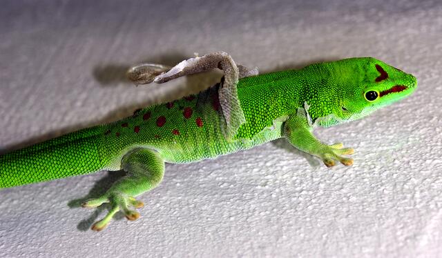 Gecko beim Häuten