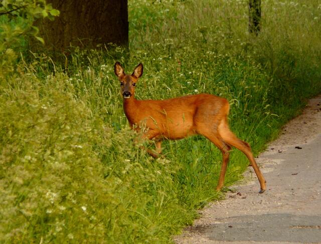 Sie geht ohne den Blick abzuwenden ins Grün auf der anderen Seite des Weges.