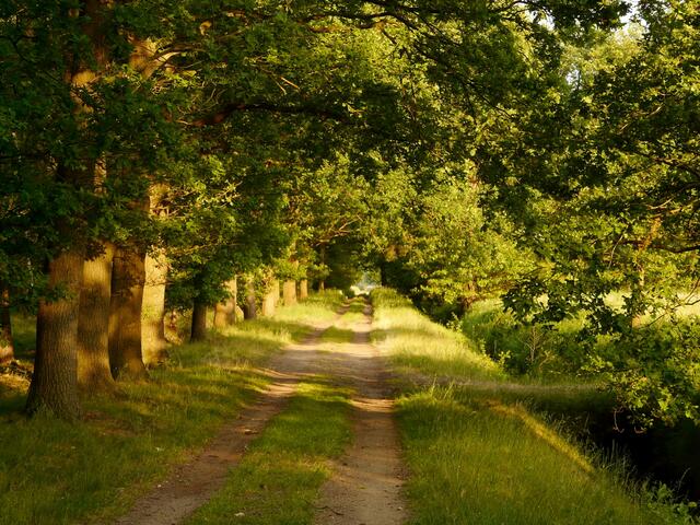 Ein wunderbarer Baumtunnel. Durch Licht und Schatten... Was erwartet den Radler? Man hört es rascheln und zwitschern. In der Ferne ruft der Kuckuck.