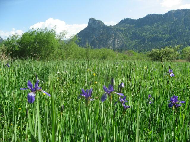 Ein Pracht-Wiese, mit seltenen, streng geschützen Pflanzen.