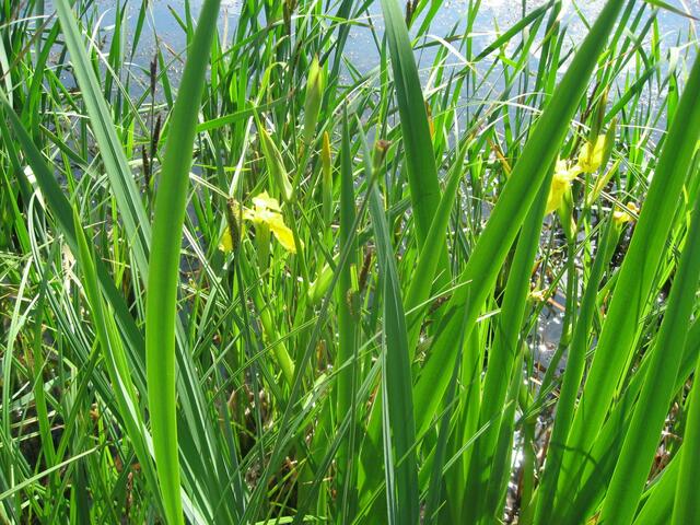 "Schwertlilie" in Gelb, am kleinen Weiher.