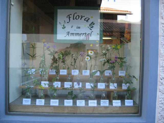 Dieses Bild - das Schaufenster einer Apotheke - weist namentlich alle Heilpflanzen aus, die hier im Ammertal  auf den saftigen Bergwiesen gefunden werden. (Bitte Bild vergrößern)