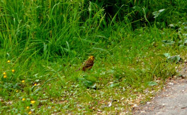 Die Goldammer ist zu Fuß unterwegs - auf Futtersuche. Hier im Gras sind einige schmackhafte Insekten zu finden.