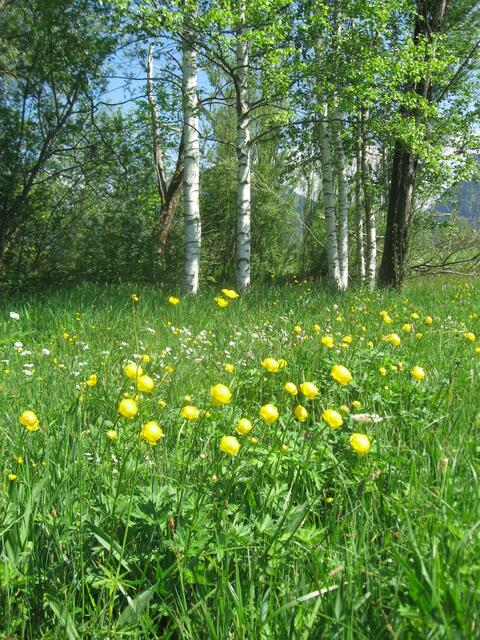 Typische Moorlandschaft! Die ersten Trollblumen!