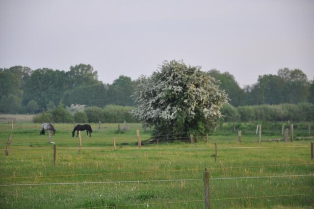 Im Detail - Resse im Burgdorfer Land - ein Bericht von OKOK TELEVISION