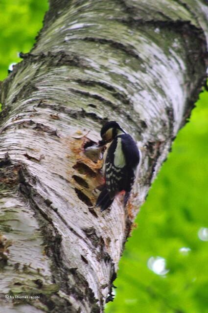 Hier wurde wohl mehrfach angesetzt, um ein Nest zu bauen.
