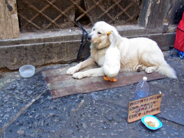 Gans küsst Hund? Wo gibt`s denn so was? In Neapel!