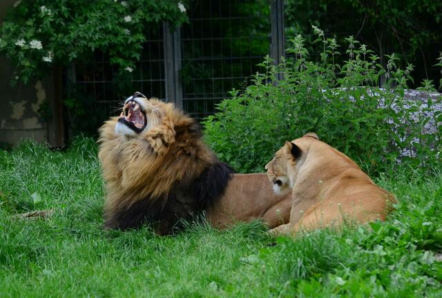 Er sollte mal wieder zum Zahnarzt gehen...