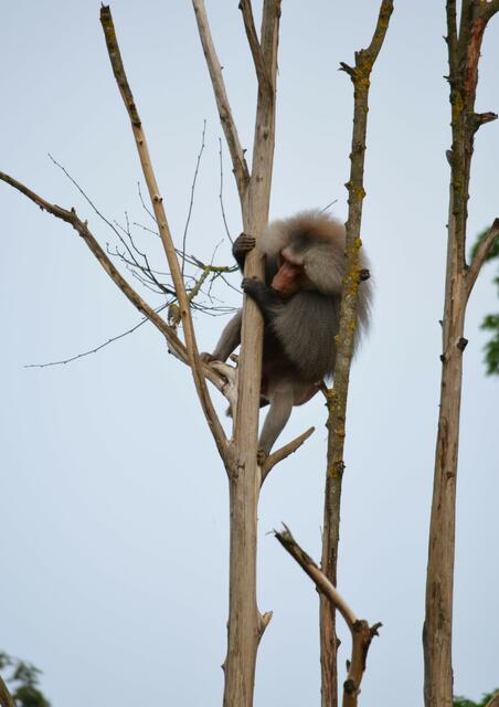 Wie machen die Koalas das nur...