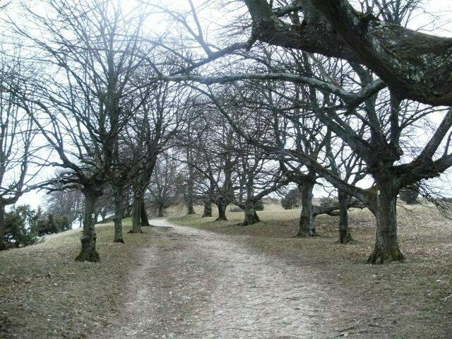 Allee-Aufgang