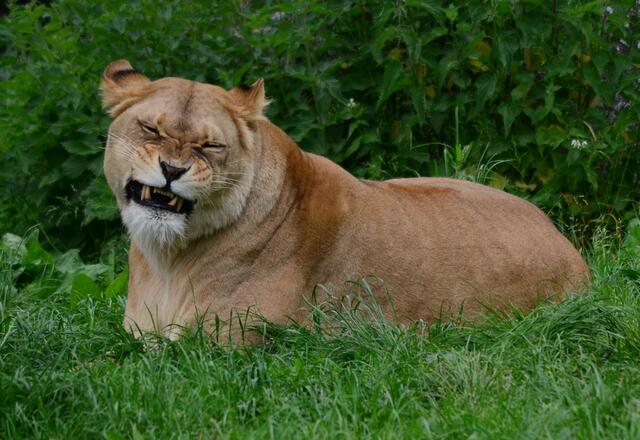 und das ist nicht witzig! Ha ha ha...