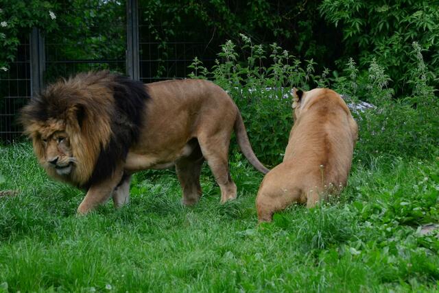 Hmmm, erst ruft sie mich... und dann geht sie pieseln!