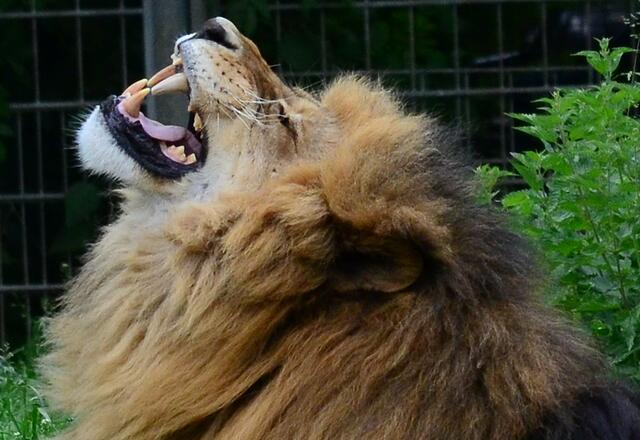 Ohhhh, es ist zum verzweifeln mit dir, Elfriede!