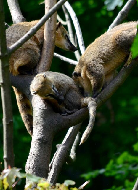 Die stecken ihre Nasen aber auch überall rein...