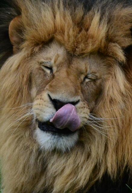 Du hast mir heute kein Taschentuch frisches Taschentuch hingelegt, Elfriede... Schnief!