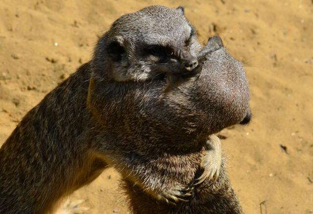 Abschied ist immer schwer! Lasst Euch alle noch einmal umarmen. Und tschüüüßßßß........