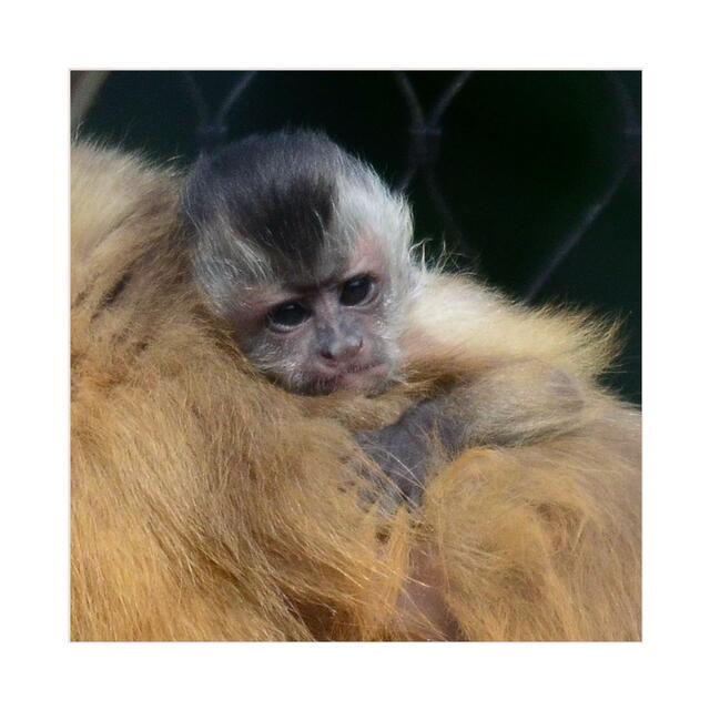 bei Mama kuscheln ist sooo schön...